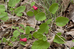 Image de Clematis texensis Buckl.