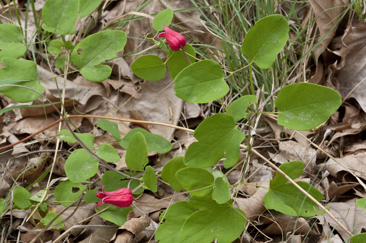 Image de Clematis texensis Buckl.