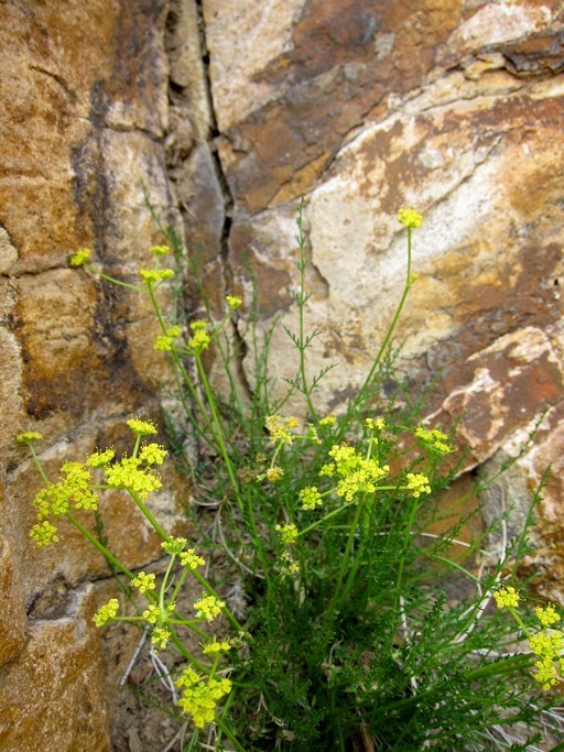 <i>Cymopterus petraeus</i> resmi