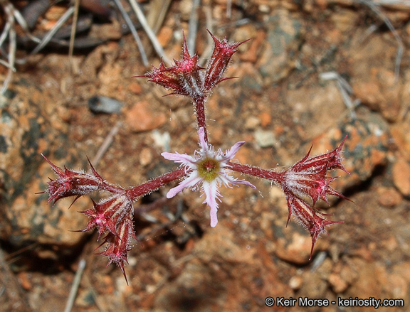 Image of <i>Chorizanthe <i>fimbriata</i></i> var. fimbriata