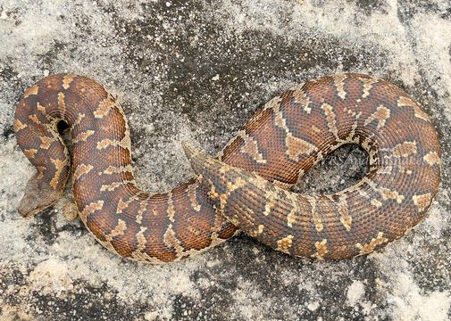 Image of Common Sand Boa