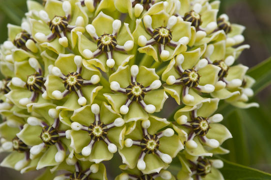 Image de Asclepias asperula subsp. capricornu (Woods.) Woods.