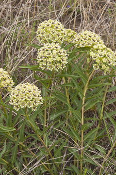 Image de Asclepias asperula subsp. capricornu (Woods.) Woods.