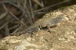 Image of Lesser Earless Lizard