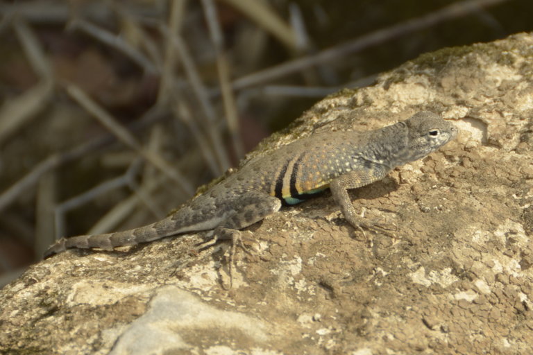 Holbrookia maculata Girard 1851 resmi