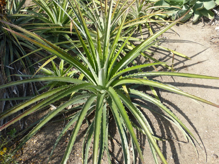 Image of Bromelia balansae Mez