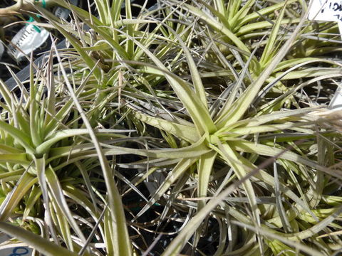 Tillandsia bergeri Mez resmi