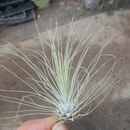 Image of Tillandsia filifolia Schltdl. & Cham.