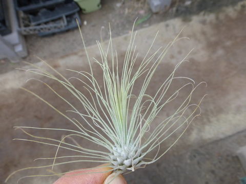 Слика од Tillandsia filifolia Schltdl. & Cham.