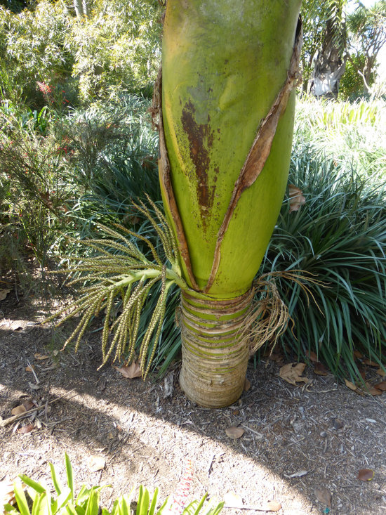 Image of Nikau palm