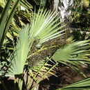 Image of scrub palmetto