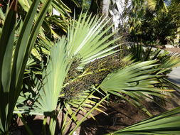 Image of scrub palmetto