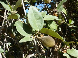 Image of <i>Lagunaria patersonia</i>