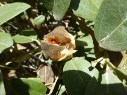 Image of <i>Lagunaria patersonia</i>