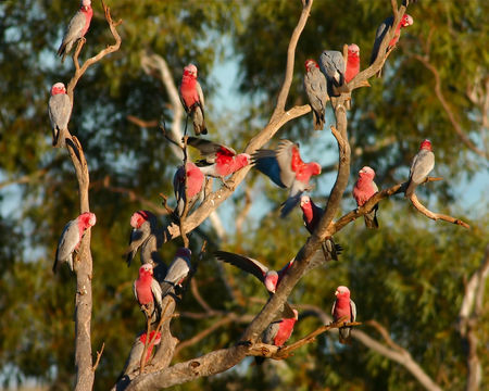 Image of Galah