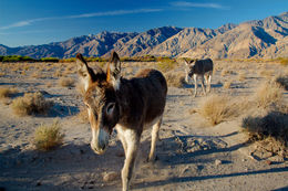 Image of Ass -- Feral donkey