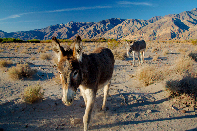 Image of Ass -- Feral donkey