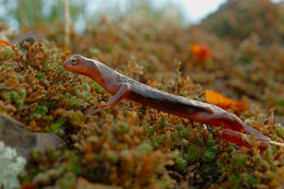 Image of California Newt