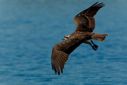 Image of Osprey