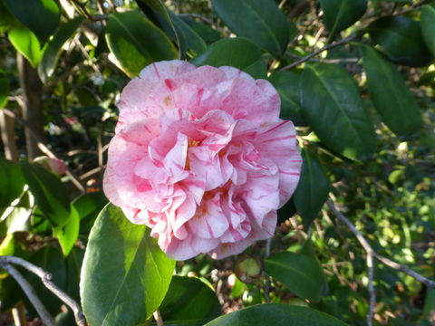 Image of camellia