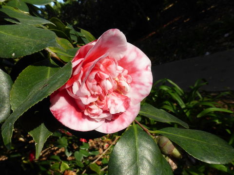 Слика од Camellia japonica L.