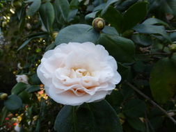 Image of camellia