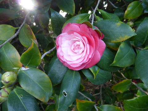 Image of camellia