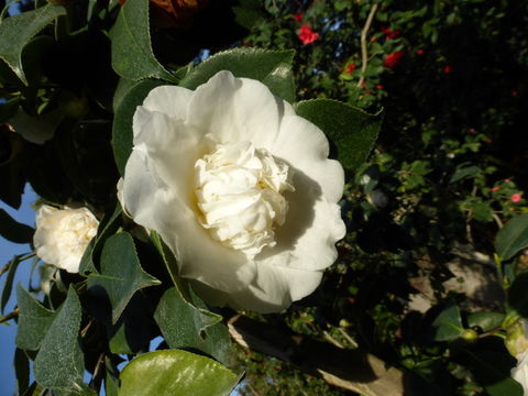 Image of camellia