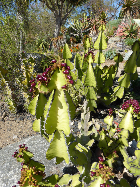Image of candelabra Tree