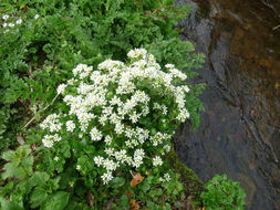 Image of Common Scurvygrass