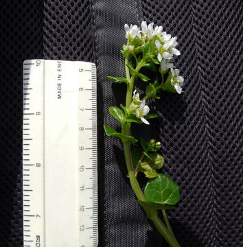 Image of Common Scurvygrass