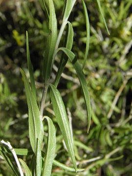 Anisacanthus linearis (Hagen) J. Henrickson & E. J. Lott resmi