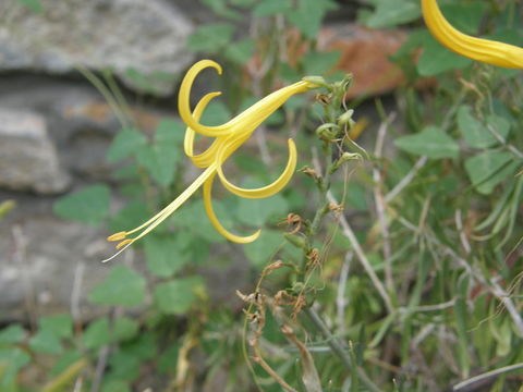 Anisacanthus linearis (Hagen) J. Henrickson & E. J. Lott resmi