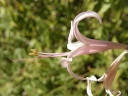 Image of dwarf desert honeysuckle