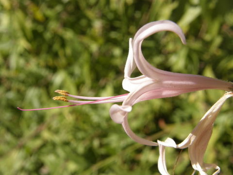 صورة Anisacanthus puberulus (Torr.) J. Henrickson & E. J. Lott