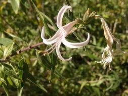 Image of dwarf desert honeysuckle