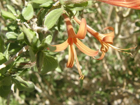 Anisacanthus thurberi (Torr.) Gray的圖片