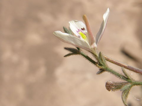 Image of Carlowrightia neesiana (Schauer ex Nees) T. F. Daniel