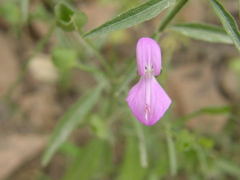 Image of Arizona foldwing