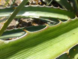 Image of Bromelia balansae Mez