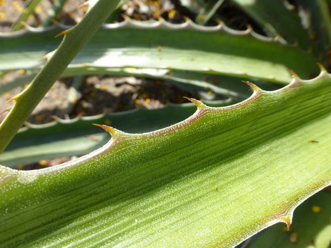 Plancia ëd Bromelia balansae Mez