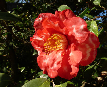 Image of camellia