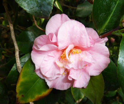 Image of camellia