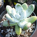 Imagem de Dudleya pachyphytum R. Moran & M. Benedict