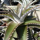 Слика од Dyckia platyphylla L. B. Sm.