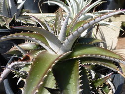 Слика од Dyckia platyphylla L. B. Sm.