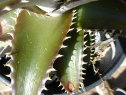 Слика од Dyckia platyphylla L. B. Sm.