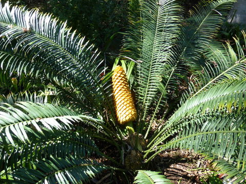 Image of Ground Cycad