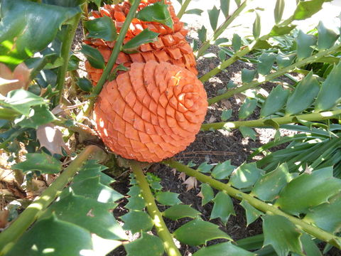 Sivun Encephalartos ferox G. Bertol kuva