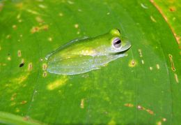 Image of Powdered glass frog